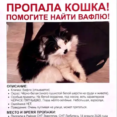 Пропала кошка Вафля
