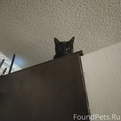 Пропала кошка, Цветаева 2