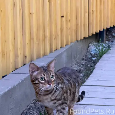 Найден бенгальский кот