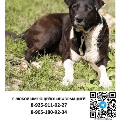 Пропала собака Галла, Долгопрудный