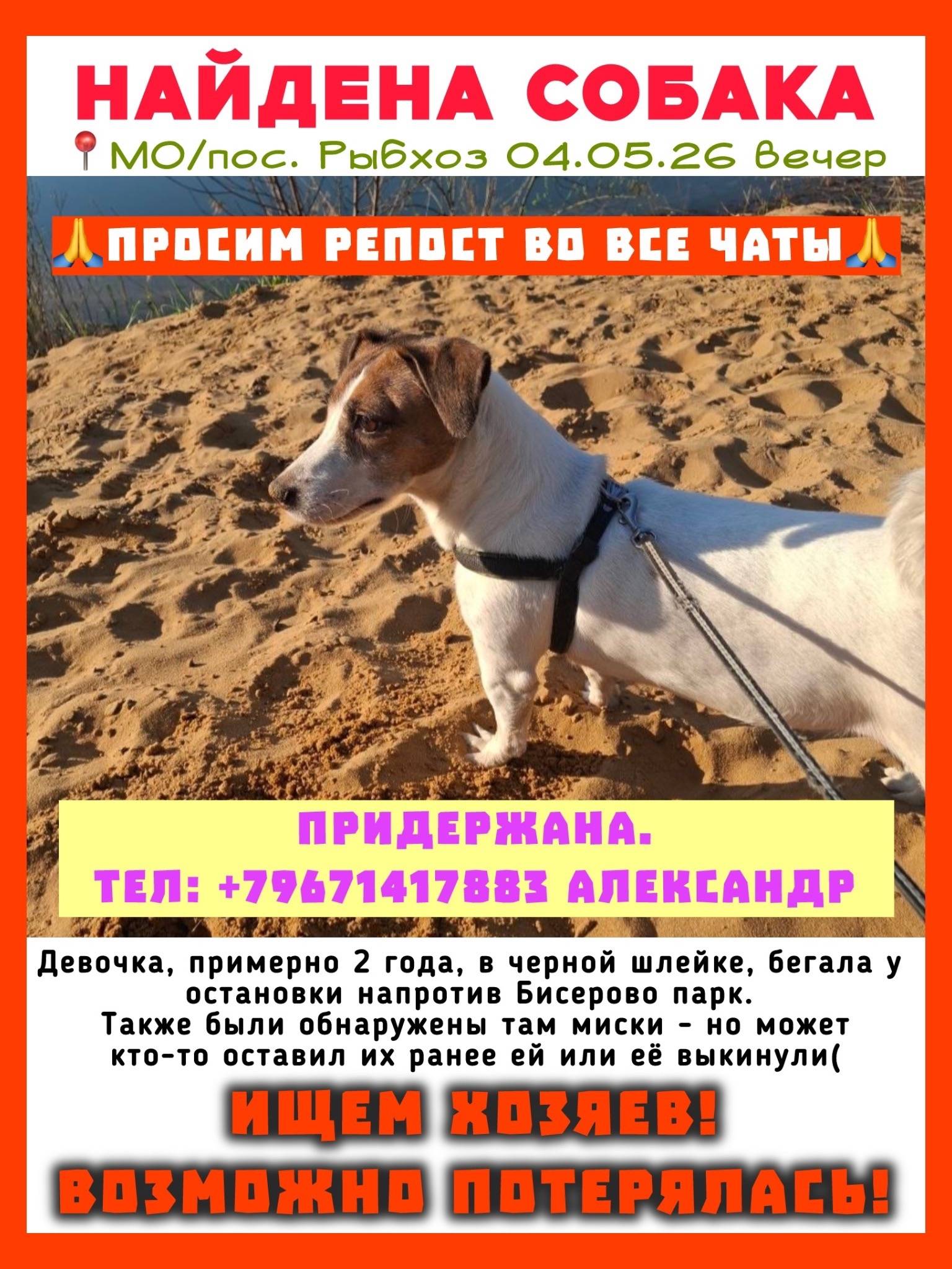 Найден Джек Рассел терьер, мкр. Бисерово парк