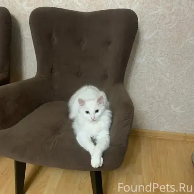 Пропал кот Кузя, улица Ленина