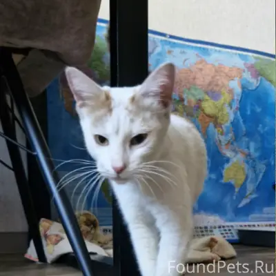 Найдена кошка, Разина 28, пр. Ленина 47а