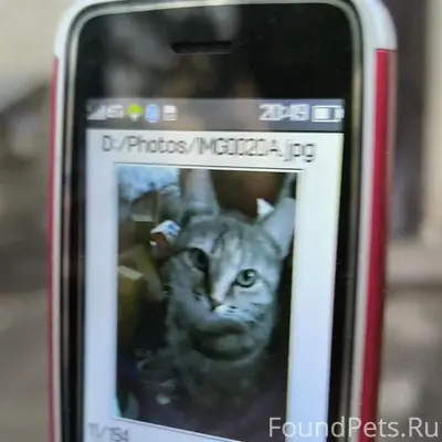 Пропала кошка, район Островского 15