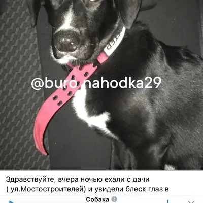 Найден щенок
