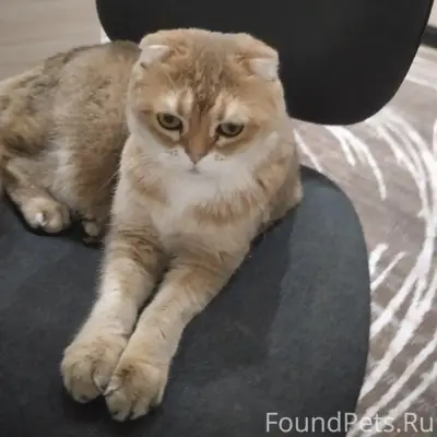 Пропал кот Лео, Южноуральск