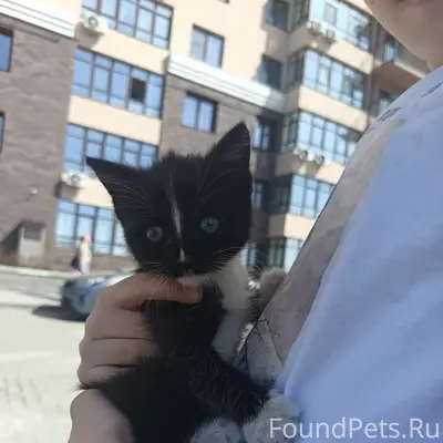 Кошечка чёрно - белая