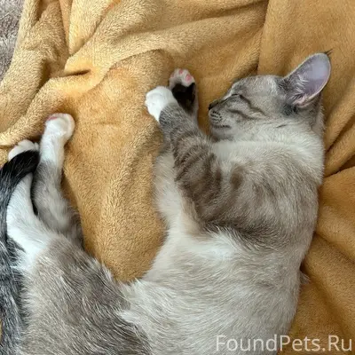 Пропал кот Симба, Мичуринская