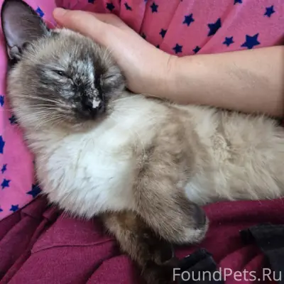 Пропала кошка Ириска