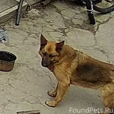 Пропала немецкая овчарка, Джанкой