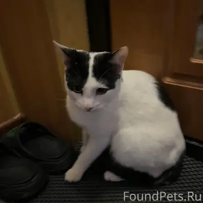 Найден кот, 8 марта 8