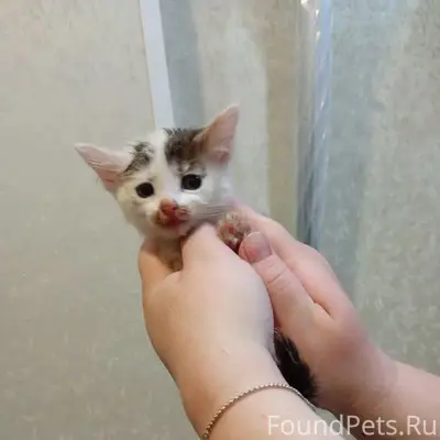 Найден котёнок, район магазина Нур
