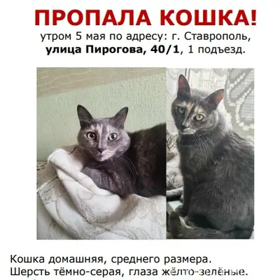 Пропала кошка Мета, г. Ставрополь
