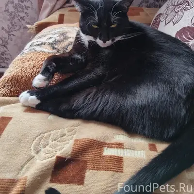 Пропал кот, р. П им. В. И. Ленина
