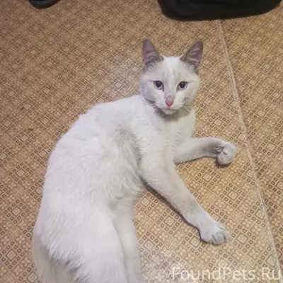 Найден кот, рыжий