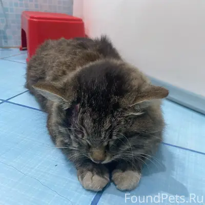 Найден кот камышового окраса, Первоуральск