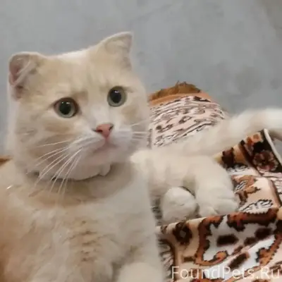 Пропал кот, район пятаков
