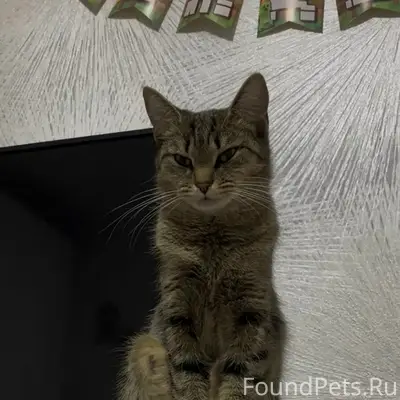 Пропала кошка, Добровольского д. 7