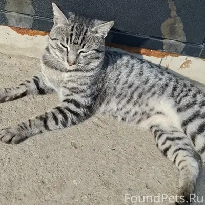 Пропал кот