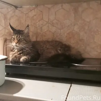 Пропала кошка, Рабочая 59