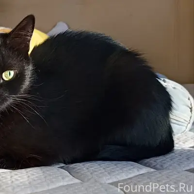Пропала чёрная кошка, дом Ломоносова 23А
