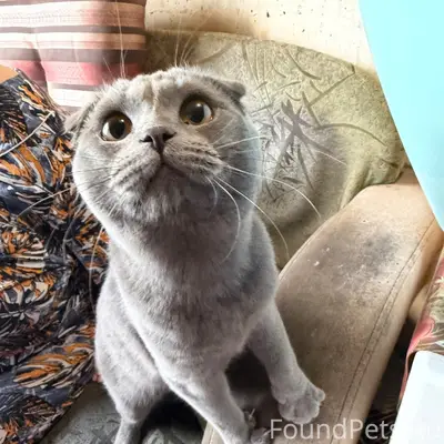 Найден кот, 4 микрорайон