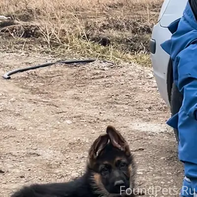 Пропал пёс Арчи, на братьев Гранёных