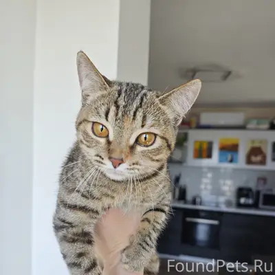 Найдена кошка, около д. 43 на Карла Маркса