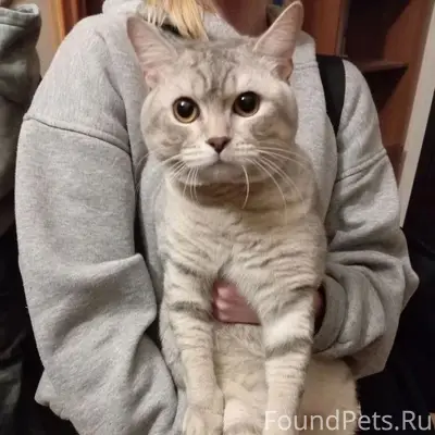 Найдена кошка, 5 просека
