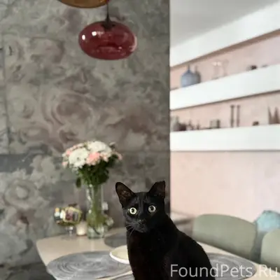 Пропал кот Гарик, Задорожная 24