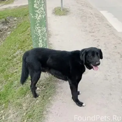Найден пёс, Шуист