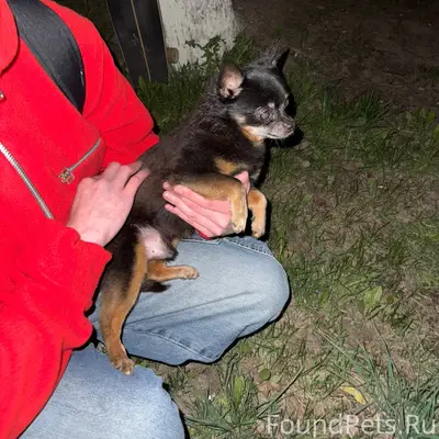 Найдена собака, дом Жукова, 10в