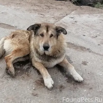Пропали собаки, Новатора