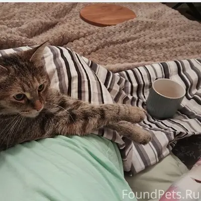 Пропала кошка Муся, г. Ступино