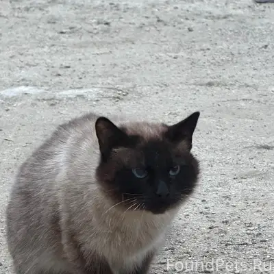 Найден кот, на Боровой
