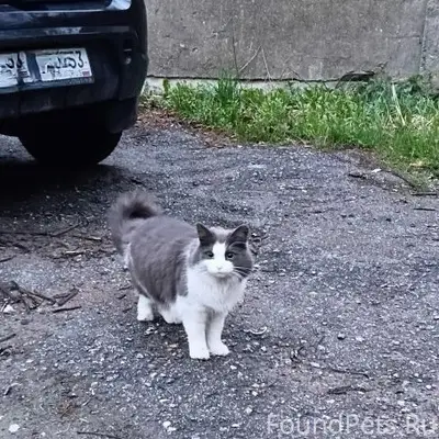 Найдена домашняя кошка, р. Колмово
