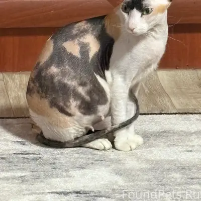 Пропала кошка Соня