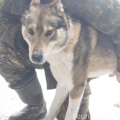 Пропала собака, район татарского кладбища