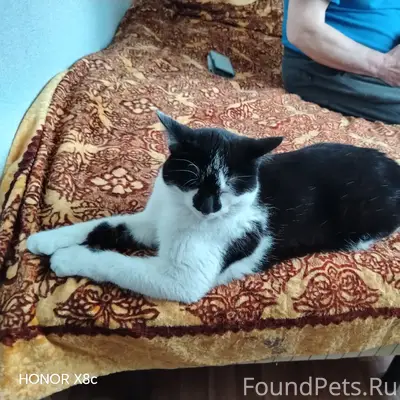 Пропал кот, Ст. Кстово