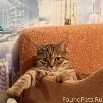 Пропала кошка Буся, Восточная 13