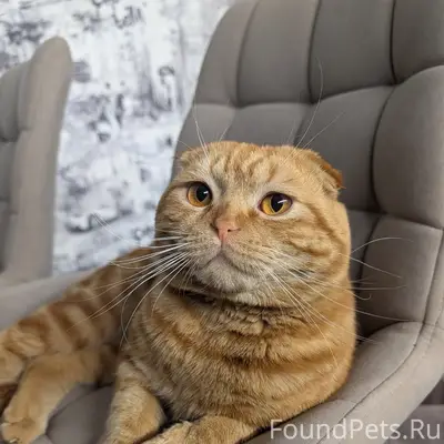 Пропал котик Лекс, Арзамас