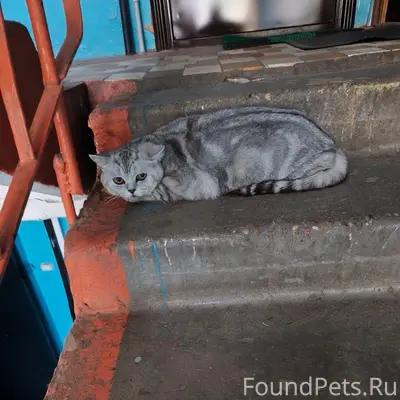 Найден шотландец, находится на передержке, ул. Гагарина
