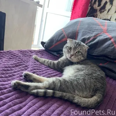 Пропал веслоухий кот, механический посёлок