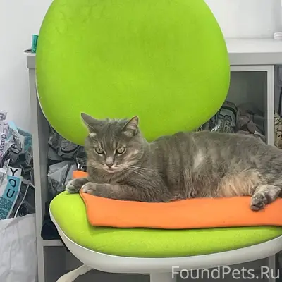 Пропала кошка Муся, Проспект Ленина 22