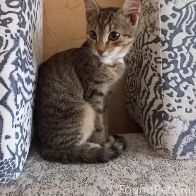 Пропала кошка Муся, ул. Космонавтов