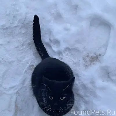 Пропал чёрный кот Маркиз, район Муссы Джалиля