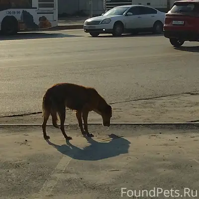Найденна гончая, Мост кольцо трубного завода