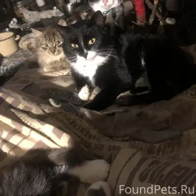 Пропали кормящие кошки