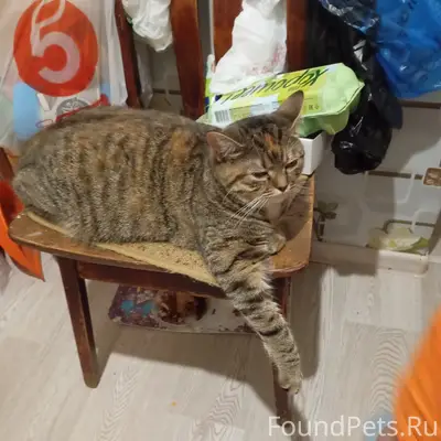 Пропала кошка Буся, Восточная 13
