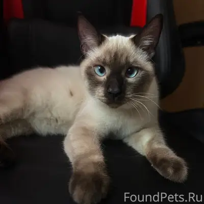 Пропал кот Марсик, ул. Толстого